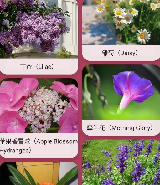 ������ʶ��׿���ֻ���