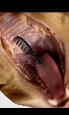 ��è��ë(����������ë)v1.0 ��Ѱ�