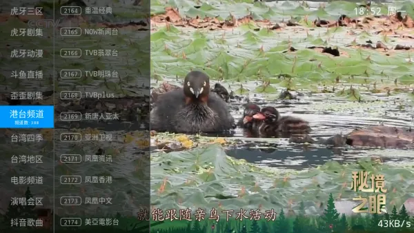 飞扬直播