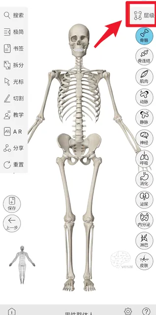 维萨里3D解剖安卓版手机版 维萨里3D解剖安卓版手机版