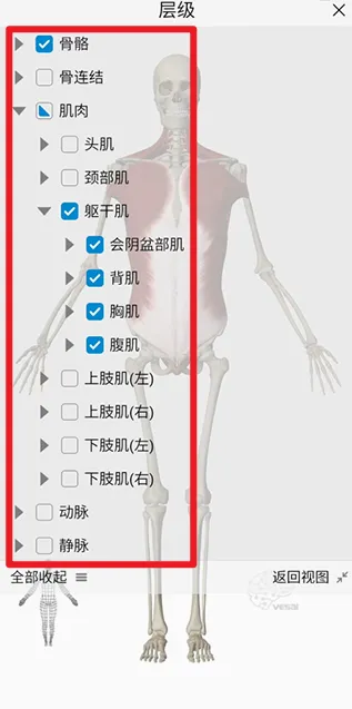 维萨里3D解剖安卓版手机版 维萨里3D解剖安卓版手机版