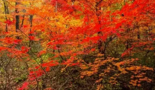 冀云平泉2026最新版本 冀云平泉2026最新版本